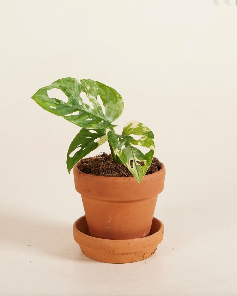 Baby Adansonii Variegated