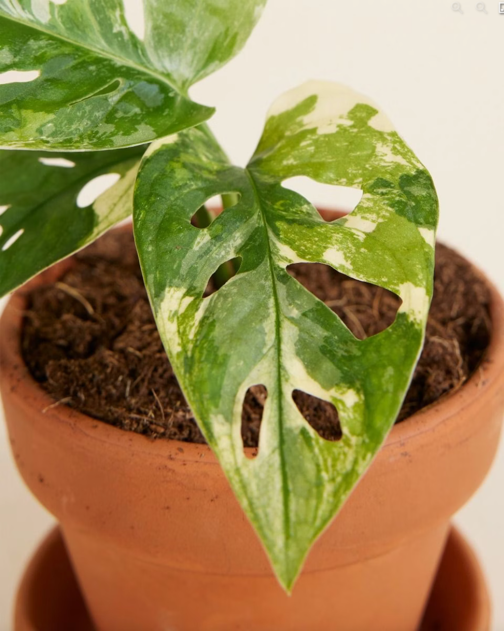 Baby Adansonii Variegated