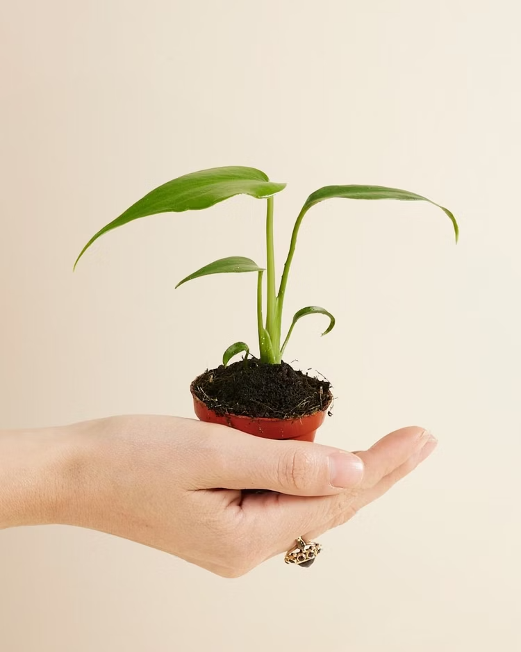 Baby Burle Marx Flame