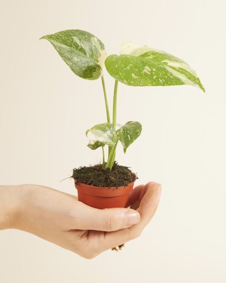 Baby Thai Constellation