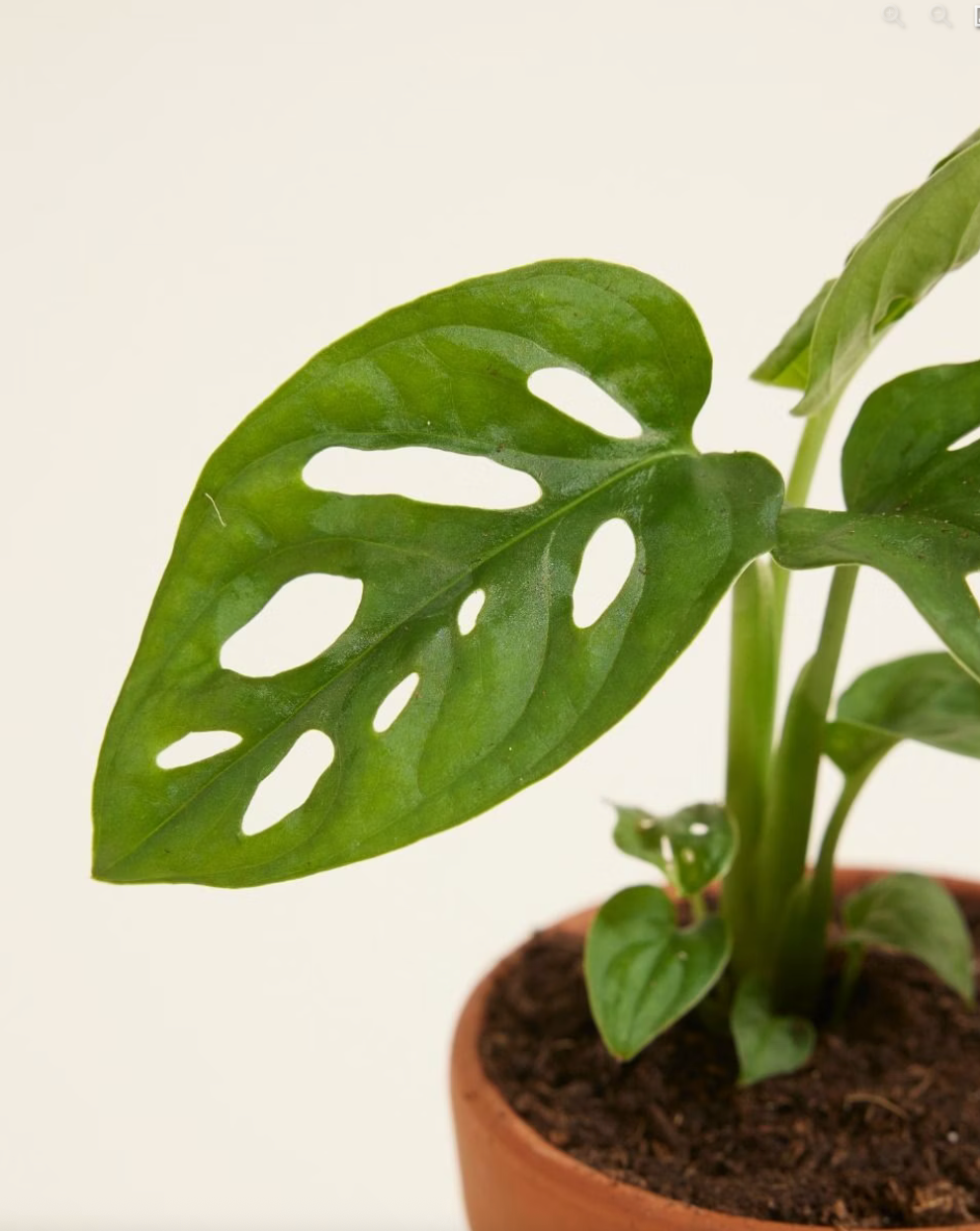 Baby Monkey Mask - Monstera Adansonii