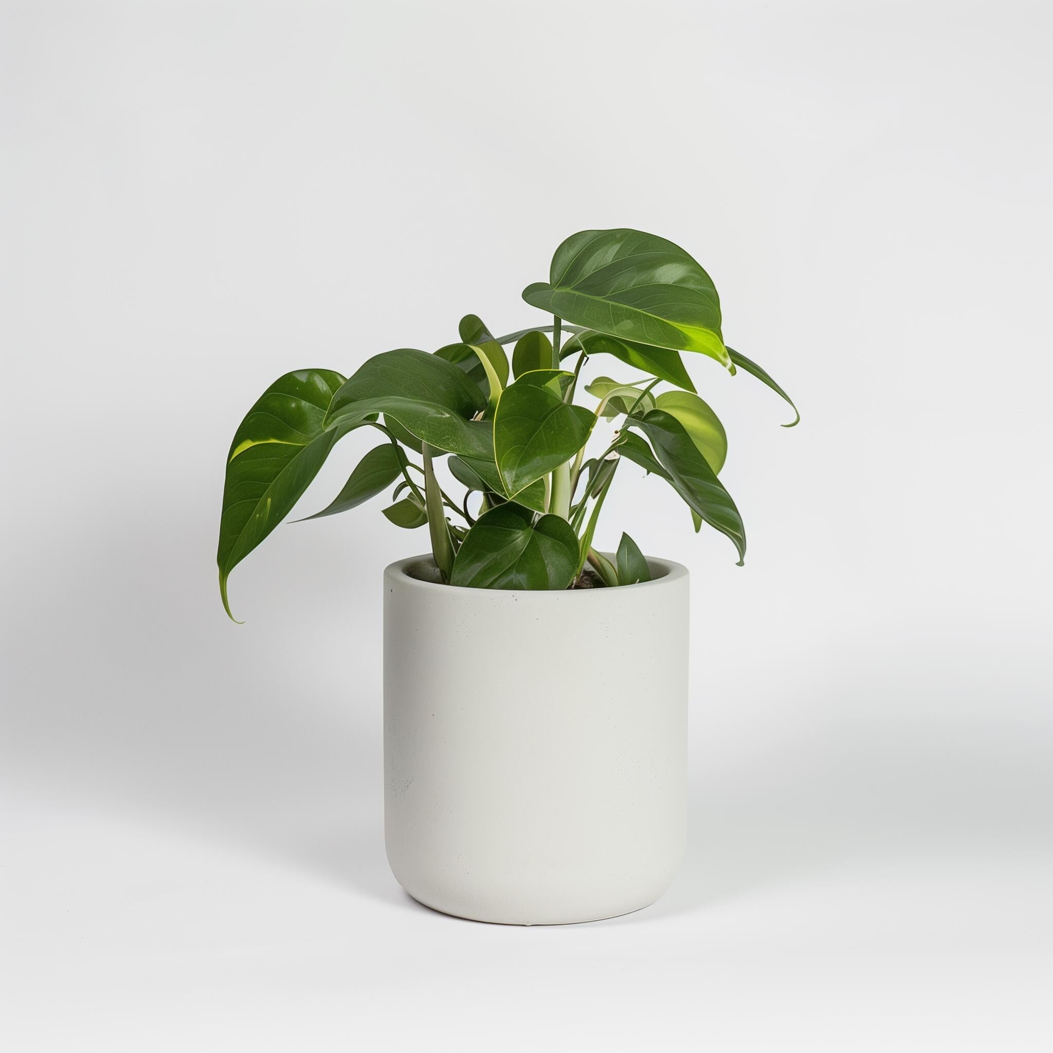 Pothos - Epipremnum Aureum (Money Plant)